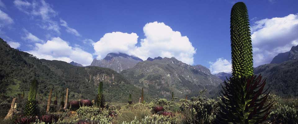 Rwenzori Mountains