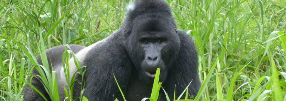 bwindi impenetrable National Park