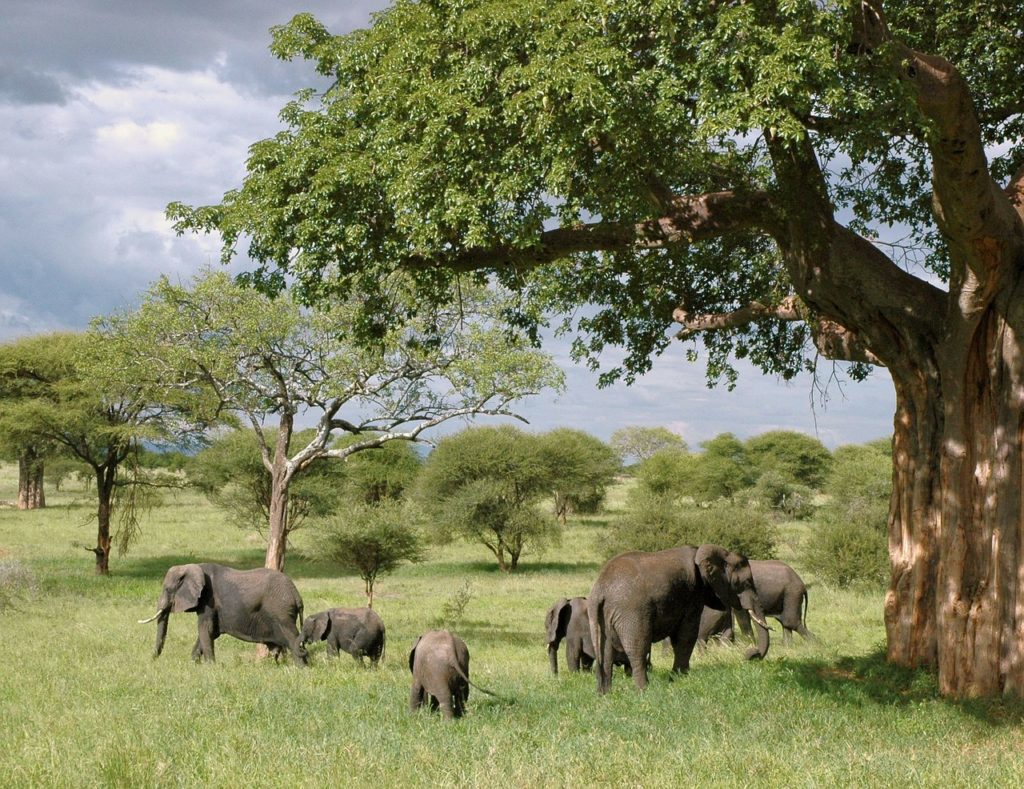 Elephants in Queen Elizabeth national Park