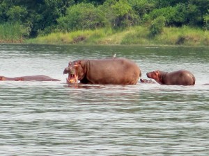 murchison-falls (1)