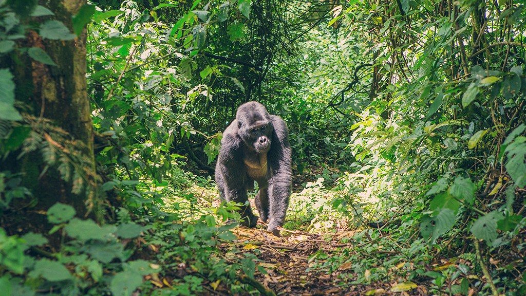 Mgahinga Gorilla National Park