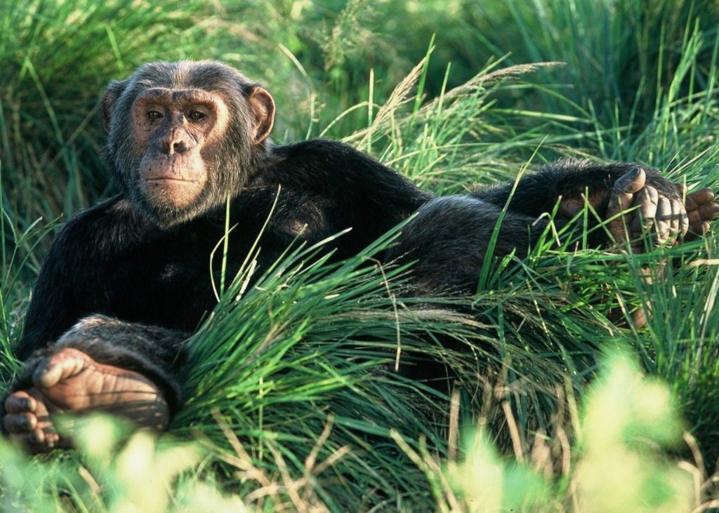 Lake Victoria safari