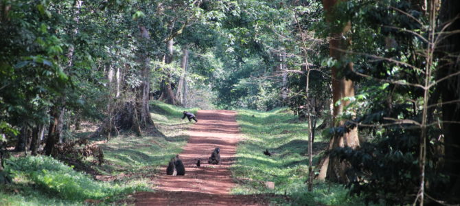Budongo Forest Uganda