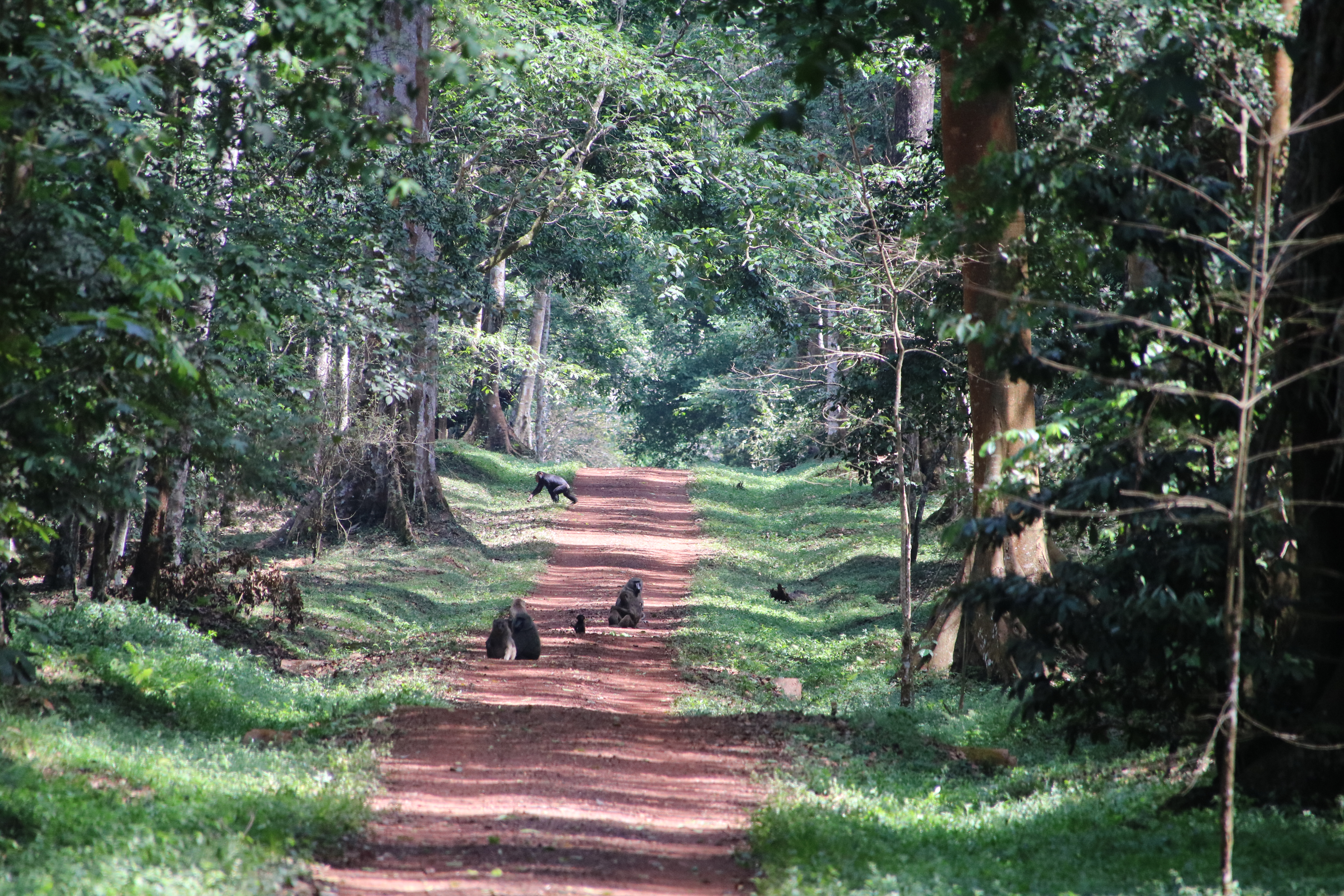 Budongo Forest