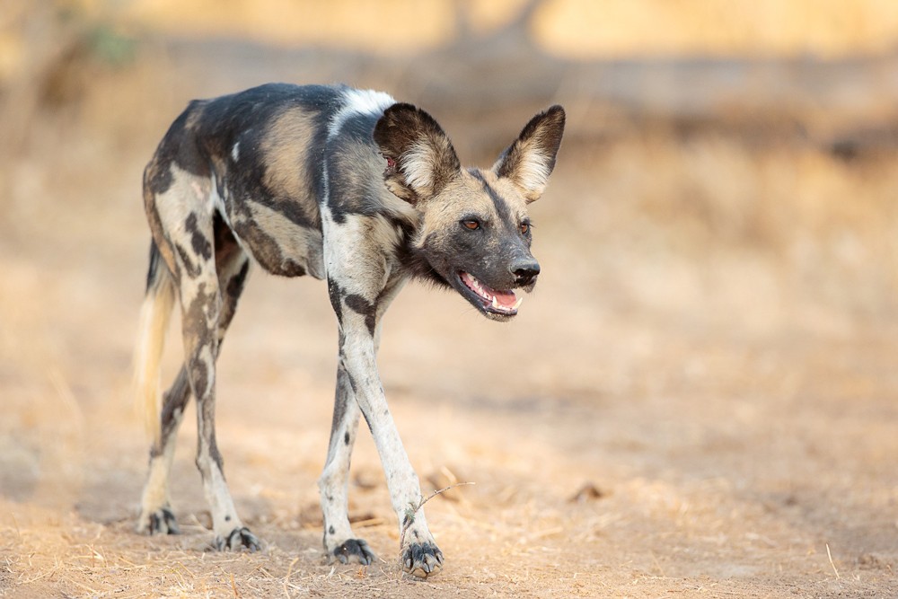 African wild dog