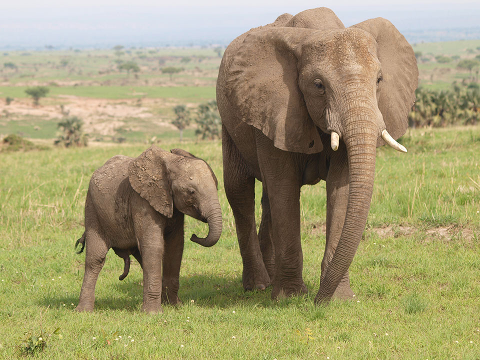 jude tours and safaris